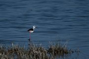 DPPhotography - Wildlife Photography - Bulgaria - Black-winged stilt - C