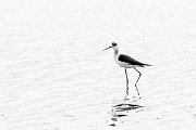 DPPhotography - Wildlife Photography - Bulgaria - Black-winged stilt - E