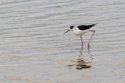 DPPhotography - Wildlife Photography - Bulgaria - Black-winged stilt - F