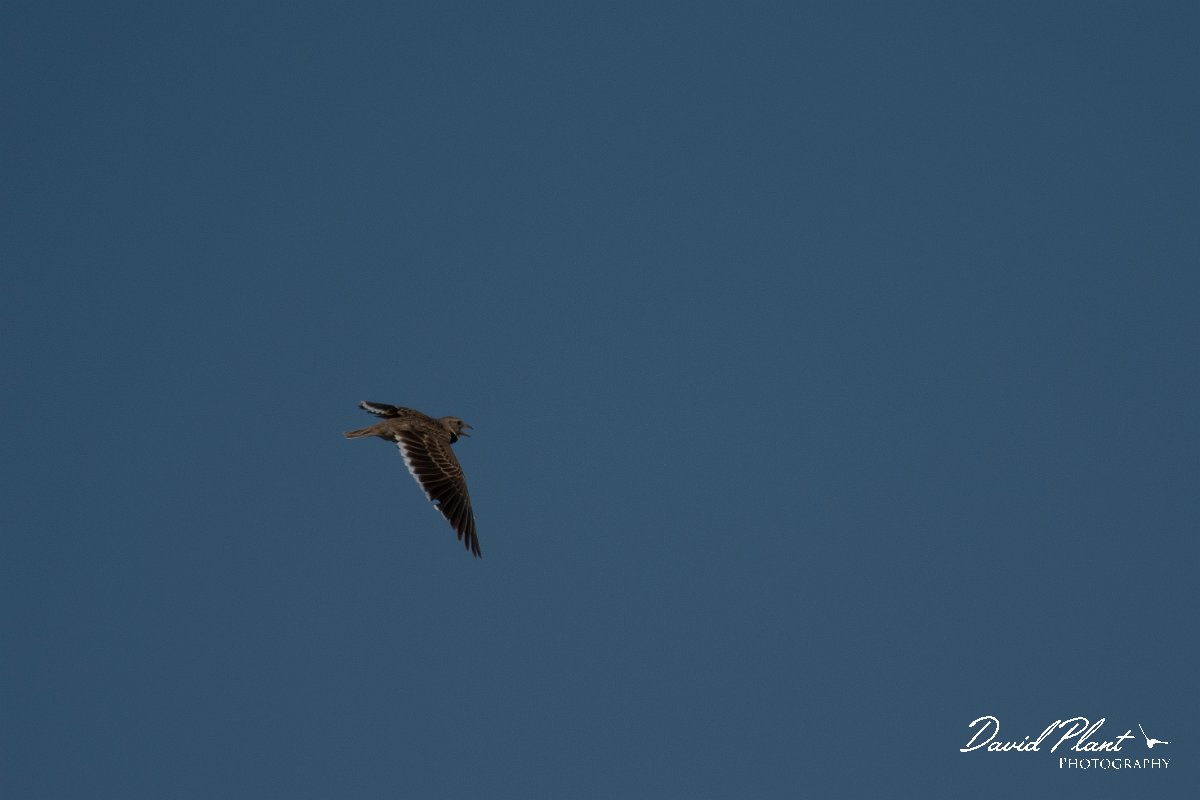 DPPhotography - Wildlife Photography - Bulgaria - Calandra lark - B.jpg - Calandra lark - Balgarevo steppe, Bulgaria