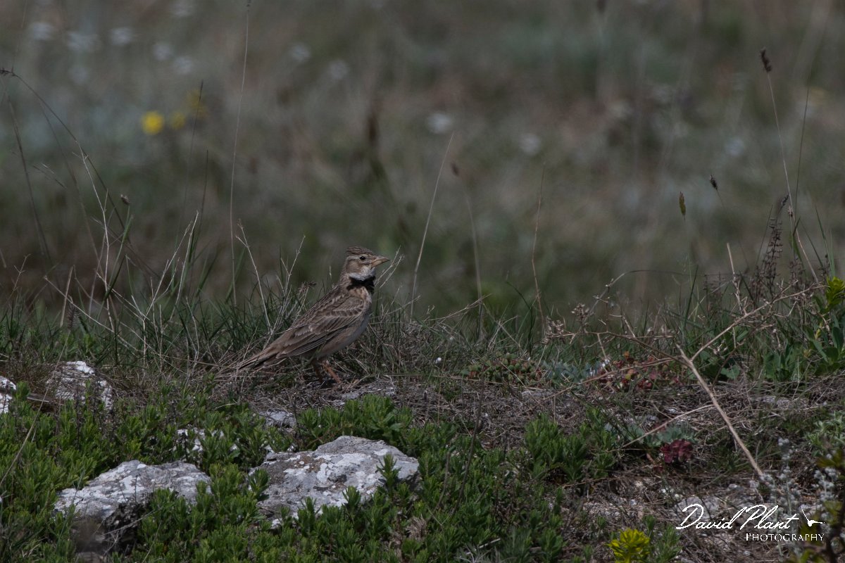 DPPhotography - Wildlife Photography - Bulgaria - Calandra lark - E.jpg - Calandra lark - Balgarevo steppe, Bulgaria
