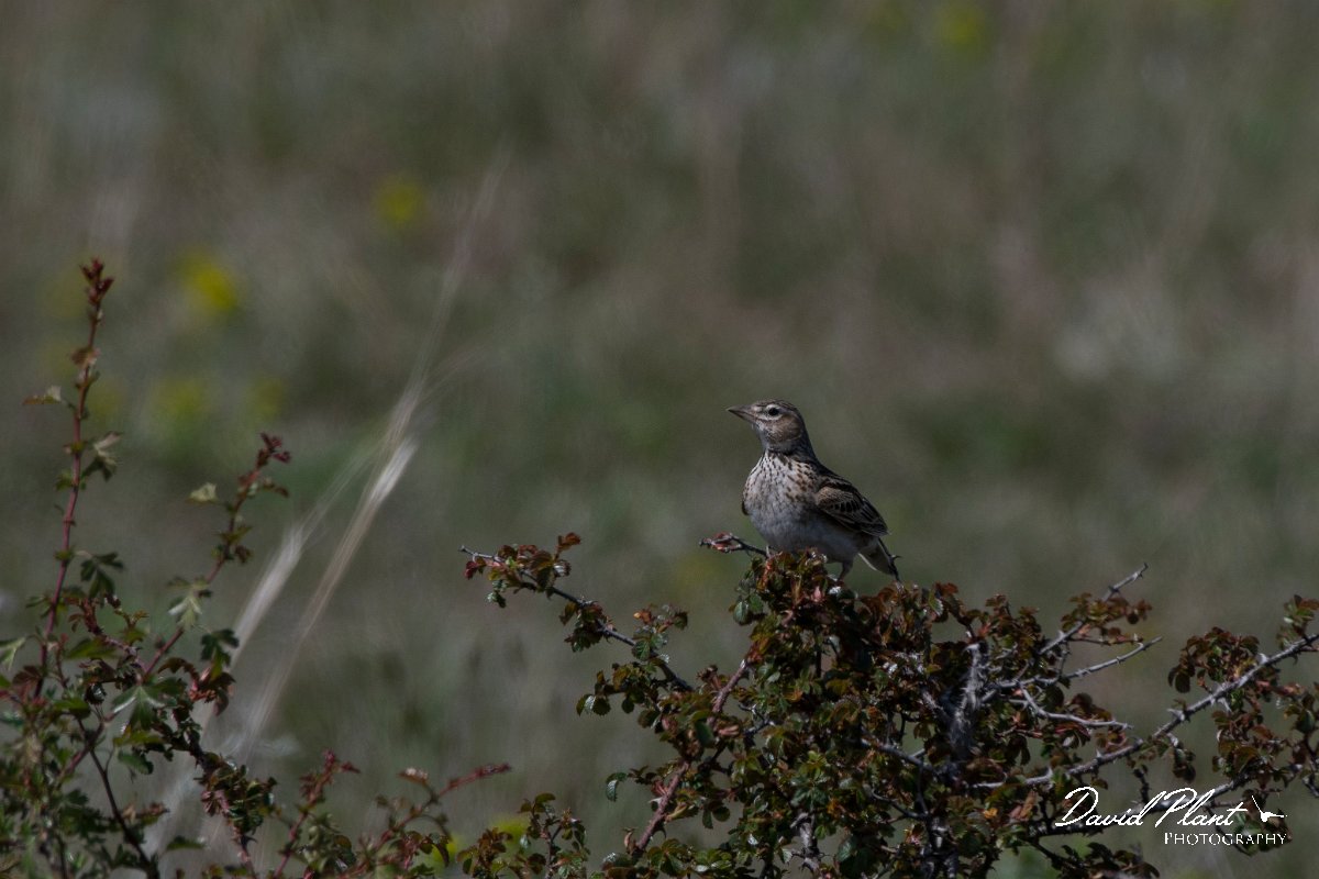 DPPhotography - Wildlife Photography - Bulgaria - Calandra lark - F.jpg - Calandra lark - Balgarevo steppe, Bulgaria