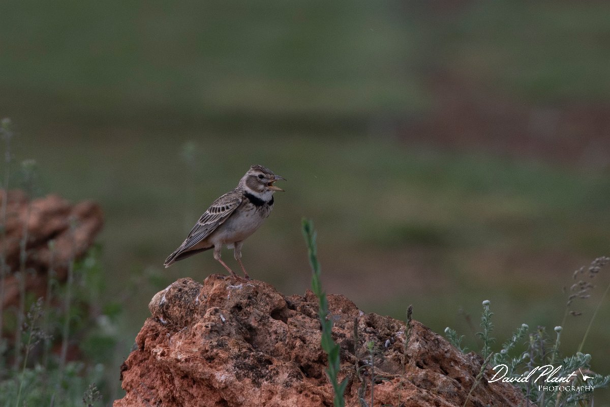 DPPhotography - Wildlife Photography - Bulgaria - Calandra lark - I.jpg - Calandra lark - Balgarevo steppe, Bulgaria