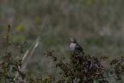 DPPhotography - Wildlife Photography - Bulgaria - Calandra lark - F