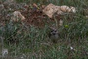 DPPhotography - Wildlife Photography - Bulgaria - Calandra lark - K