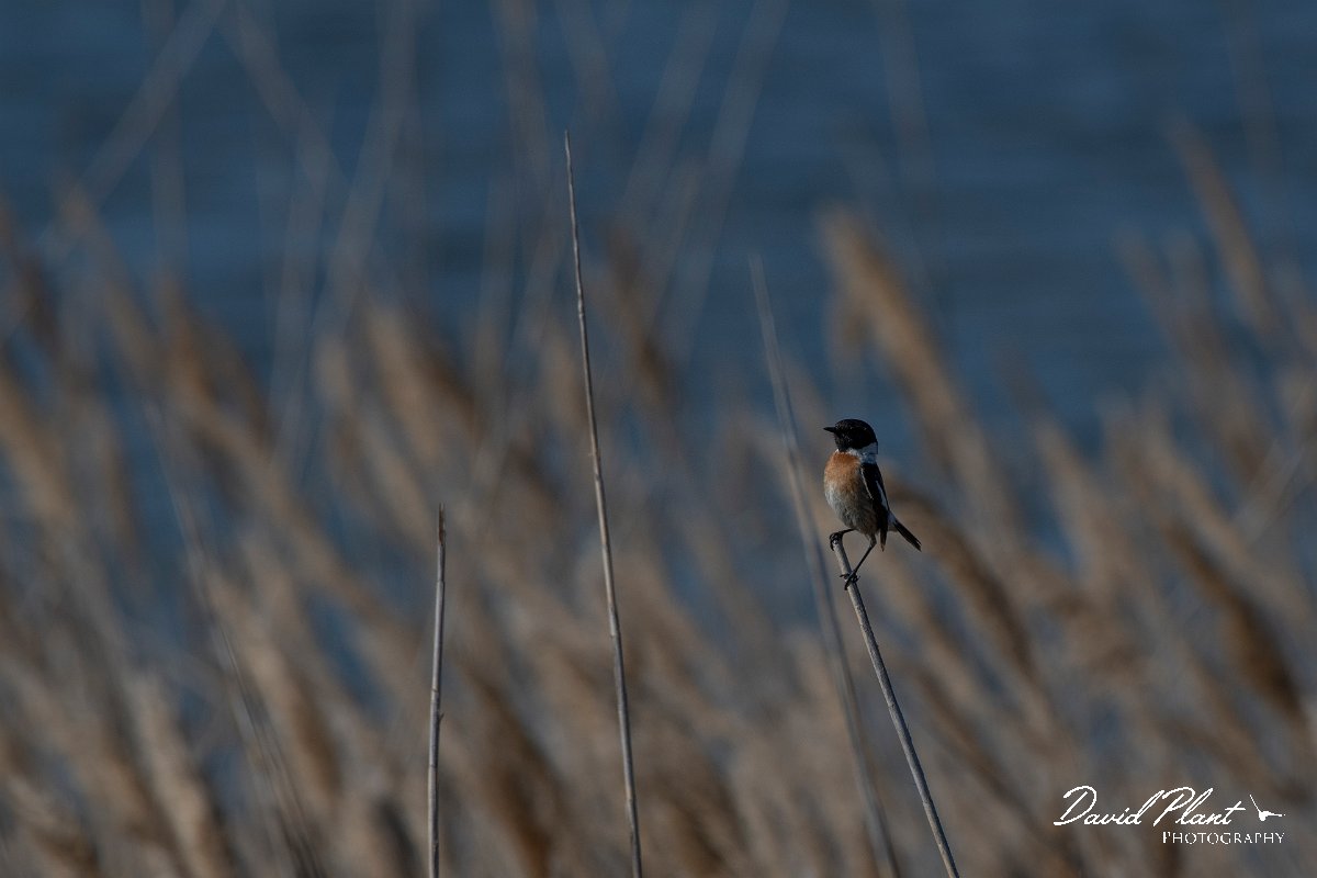 DPPhotography - Wildlife Photography - Bulgaria - Common stonechat - A.jpg - Common stonechat - Sabla Lake, Bulgaria