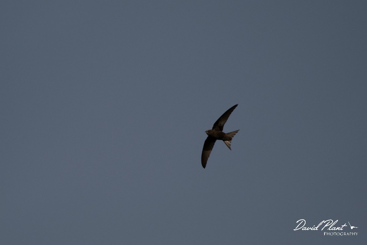 DPPhotography - Wildlife Photography - Bulgaria - Common swift - B.jpg - Common swift - Cape Kaliakra, Bulgaria