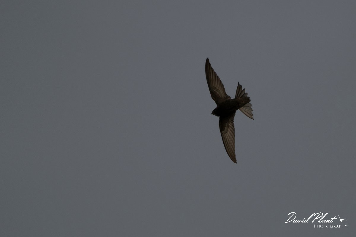 DPPhotography - Wildlife Photography - Bulgaria - Common swift - C.jpg - Common swift - Cape Kaliakra, Bulgaria