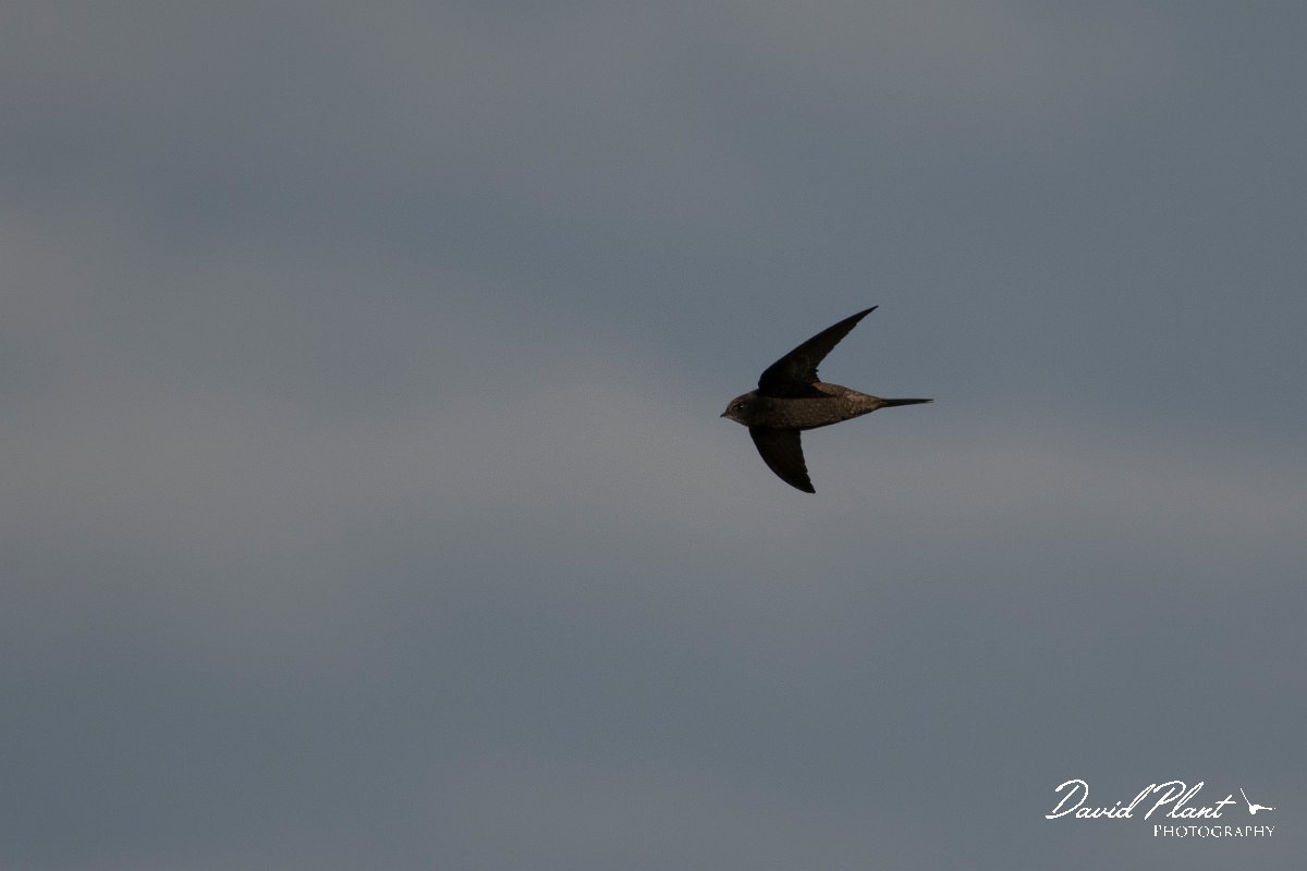 DPPhotography - Wildlife Photography - Bulgaria - Common swift - D.jpg - Common swift - Durankulak Lake, Bulgaria