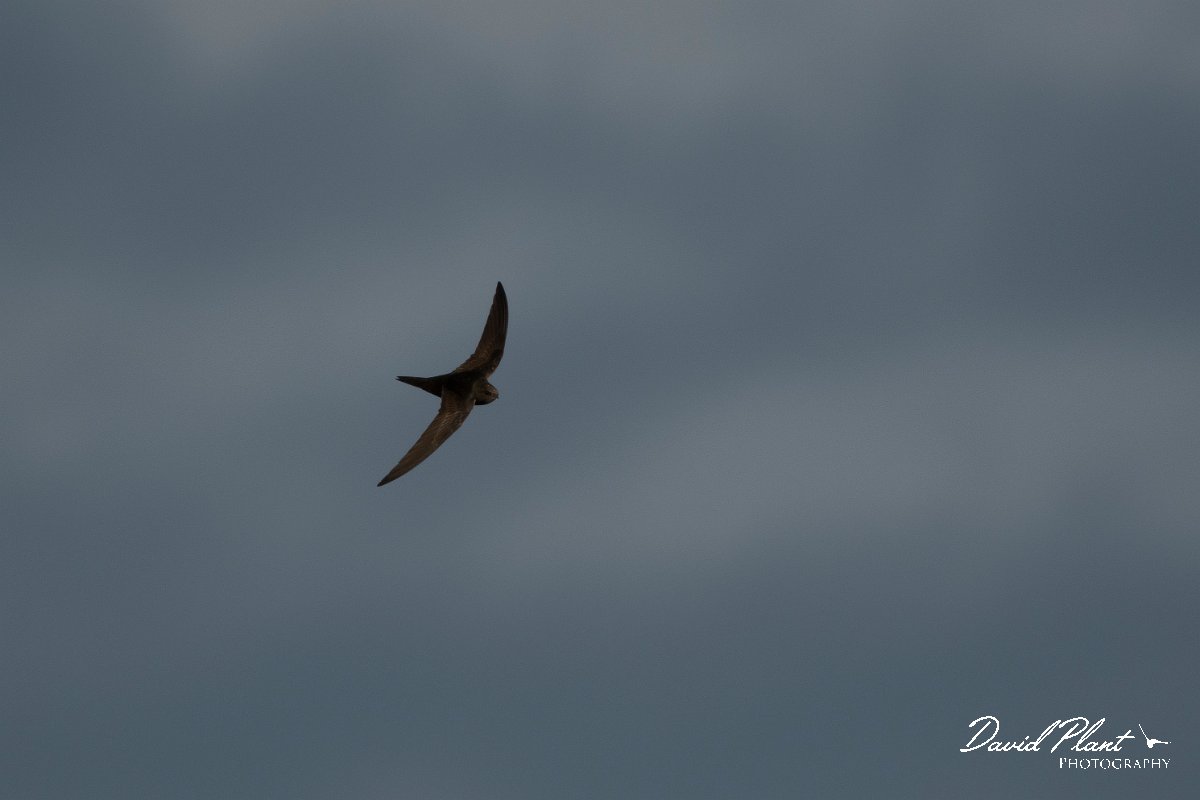 DPPhotography - Wildlife Photography - Bulgaria - Common swift - E.jpg - Common swift - Cape Kaliakra, Bulgaria