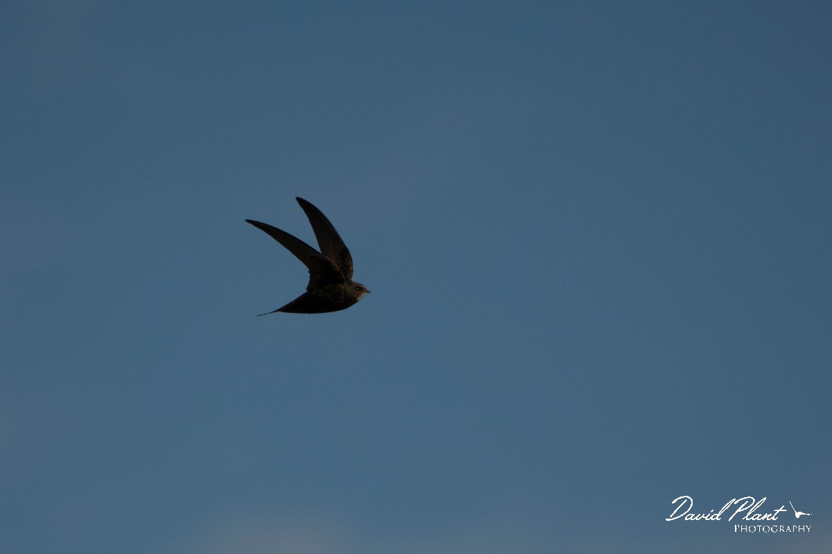 DPPhotography - Wildlife Photography - Bulgaria - Common swift - F.jpg - Common swift - Durankulak Lake, Bulgaria