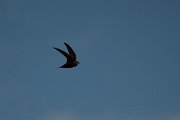 DPPhotography - Wildlife Photography - Bulgaria - Common swift - F