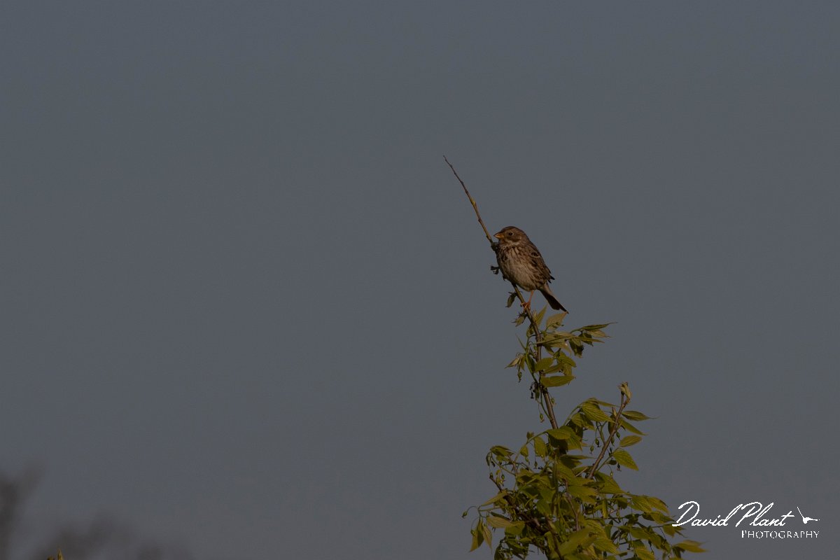 DPPhotography - Wildlife Photography - Bulgaria - Corn bunting - A.jpg - Corn bunting - Cape Kaliakra, Bulgaria