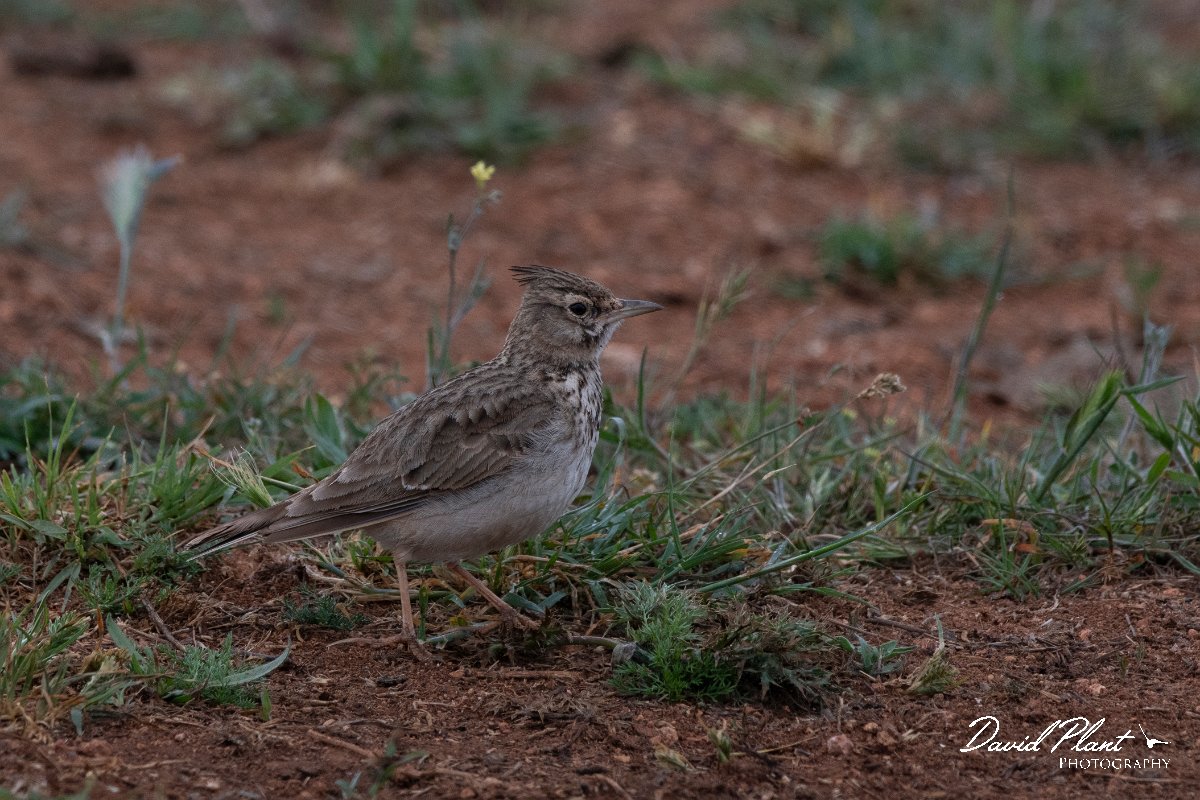 DPPhotography - Wildlife Photography - Bulgaria - Crested lark - C.jpg - Crested lark - Balgarevo steppe, Bulgaria