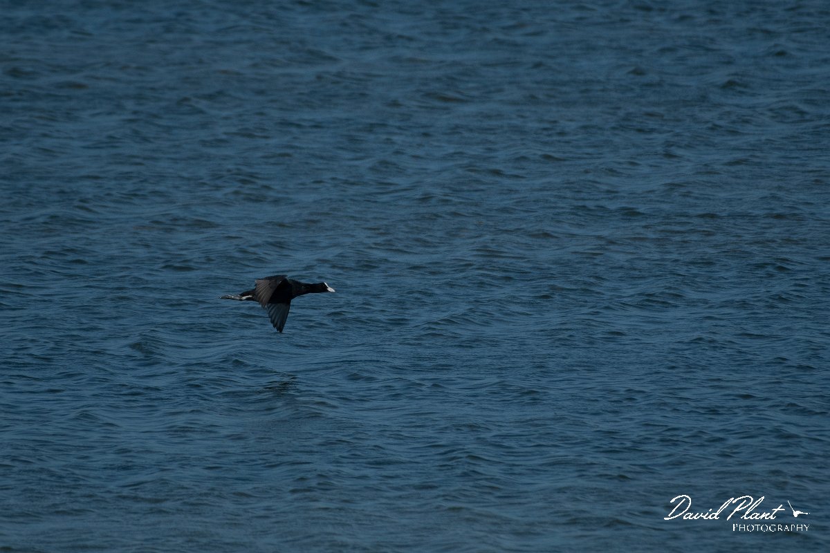 DPPhotography - Wildlife Photography - Bulgaria - Eurasian coot - A.jpg - Eurasian coot - Sabla Lake, Bulgaria