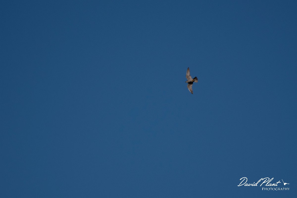 DPPhotography - Wildlife Photography - Bulgaria - Eurasian hobby - B.jpg - Eurasian hobby - Bolata Beach, Bulgaria