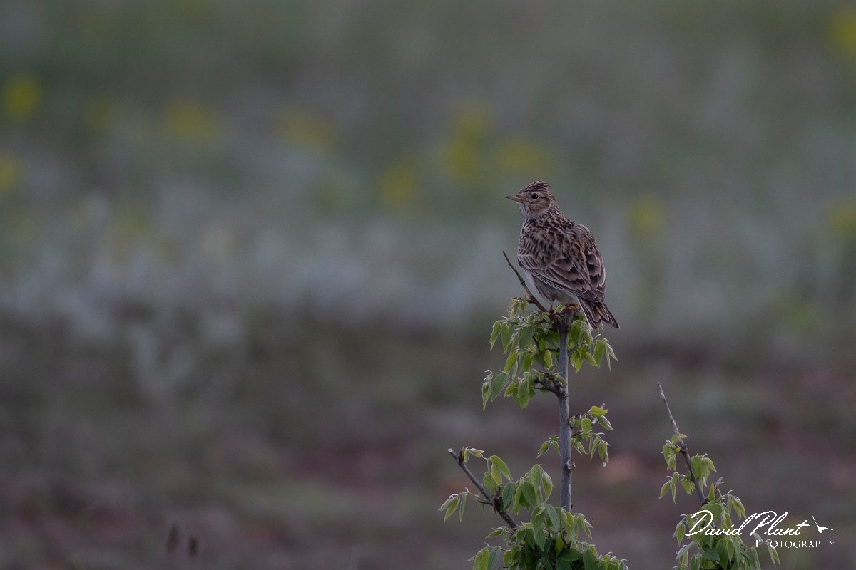 DPPhotography - Wildlife Photography - Bulgaria - Eurasian skylark - C.jpg - Eurasian skylark - Balgarevo steppe, Bulgaria