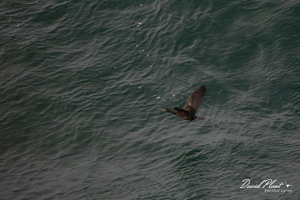 DPPhotography - Wildlife Photography - Bulgaria - European shag - B.jpg - European shag - Cape Kaliakra, Bulgaria