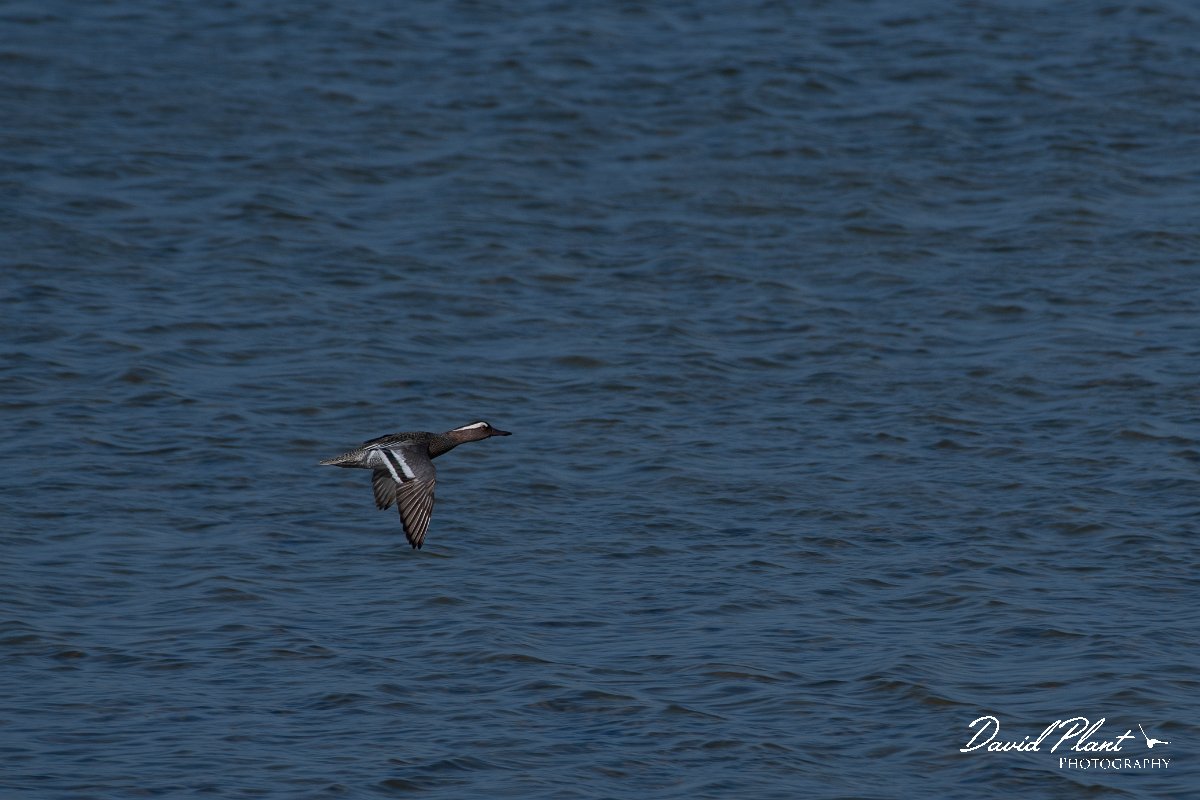 DPPhotography - Wildlife Photography - Bulgaria - Garganey - A.jpg - Garganey, male - Sabla Lake, Bulgaria