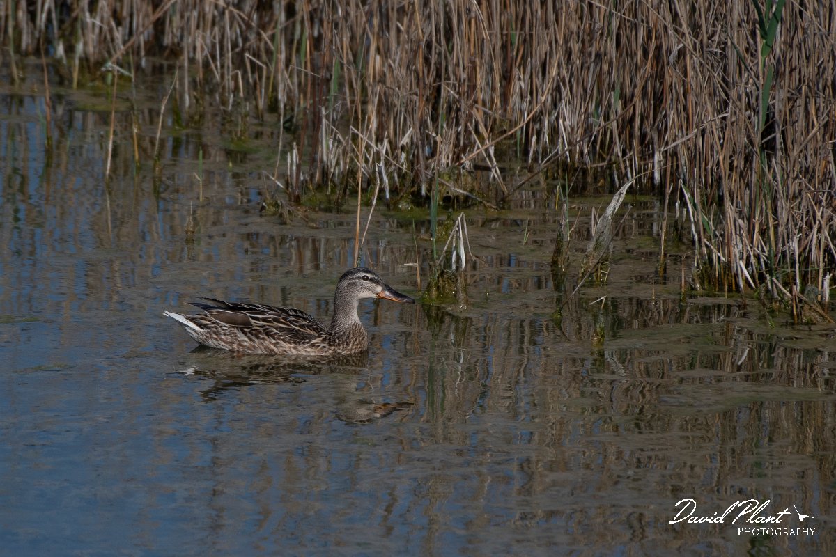 DPPhotography - Wildlife Photography - Bulgaria - Garganey - B.jpg - Garganey, female - Sabla Lake, Bulgaria
