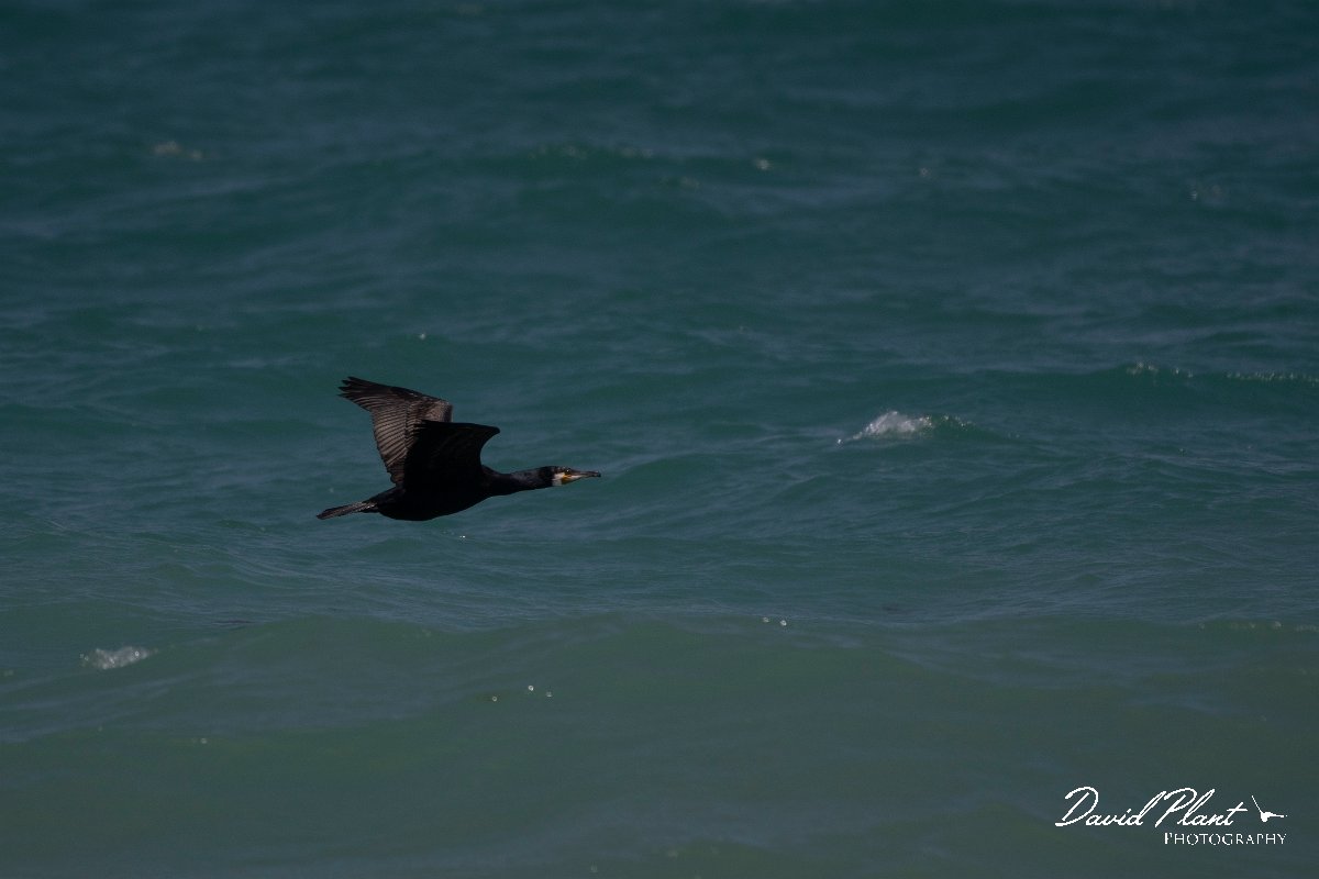 DPPhotography - Wildlife Photography - Bulgaria - Great cormorant - B.jpg - Great cormorant - Durankulak Lake, Bulgaria