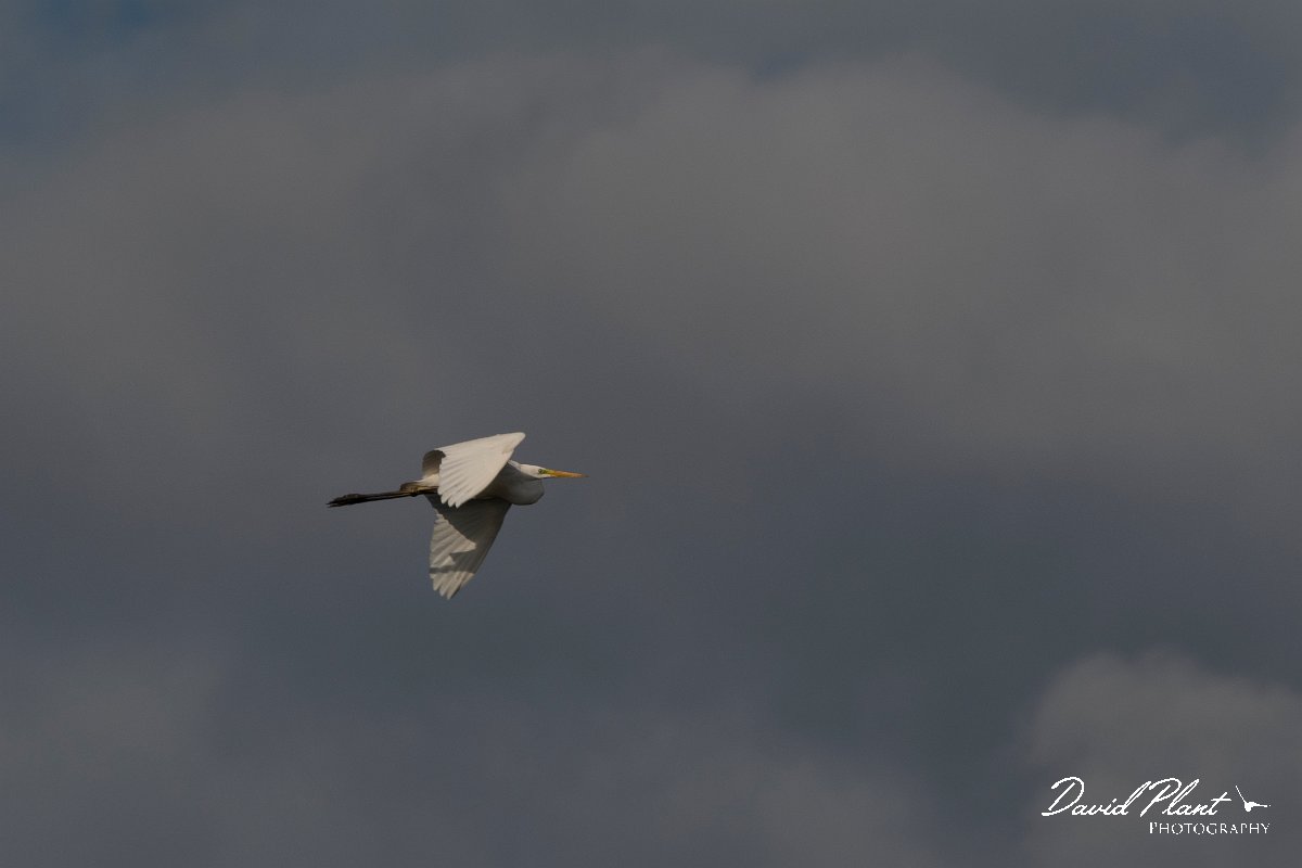 DPPhotography - Wildlife Photography - Bulgaria - Great egret - A.jpg - Great egret - Durankulak Lake, Bulgaria