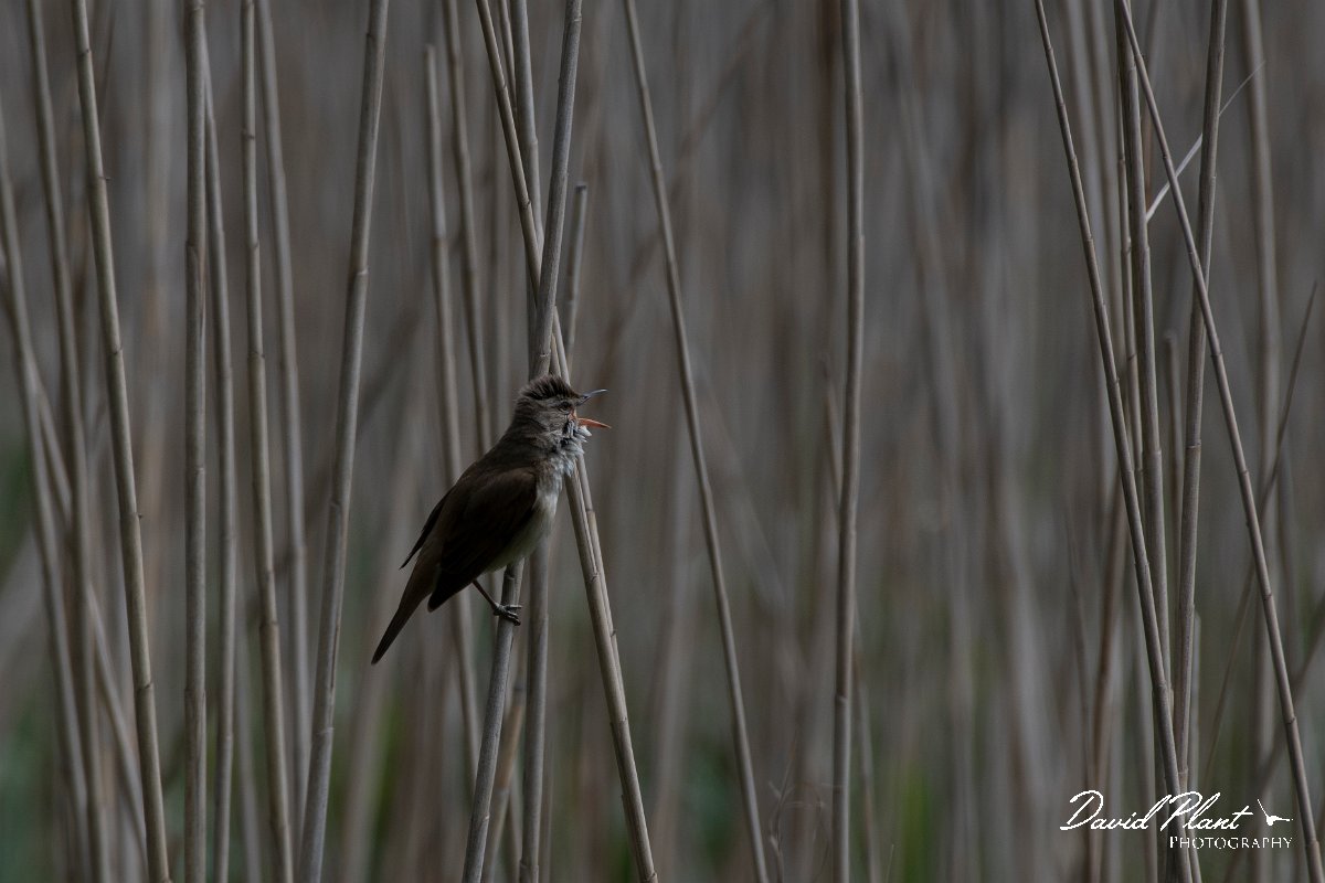 DPPhotography - Wildlife Photography - Bulgaria - Great reed warbler - A.jpg - Great reed warbler - Bolata Beach, Bulgaria
