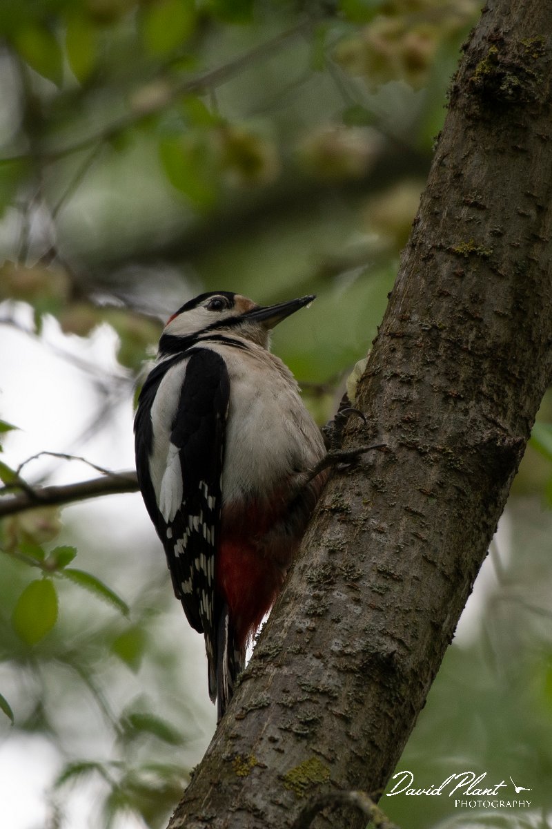 DPPhotography - Wildlife Photography - Bulgaria - Great spotted woodpecker - A.jpg - Great spotted woodpecker - Balata Forest, Bulgaria