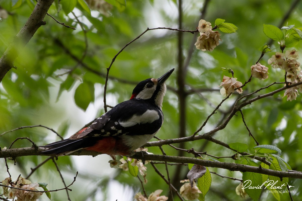 DPPhotography - Wildlife Photography - Bulgaria - Great spotted woodpecker - B.jpg - Great spotted woodpecker - Balata Forest, Bulgaria