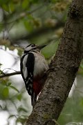 DPPhotography - Wildlife Photography - Bulgaria - Great spotted woodpecker - A