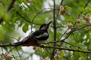 DPPhotography - Wildlife Photography - Bulgaria - Great spotted woodpecker - B