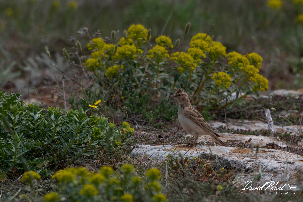 DPPhotography - Wildlife Photography - Bulgaria - Great short-toed lark - A.jpg - Greater short-toed lark - Balgarevo steppe, Bulgaria