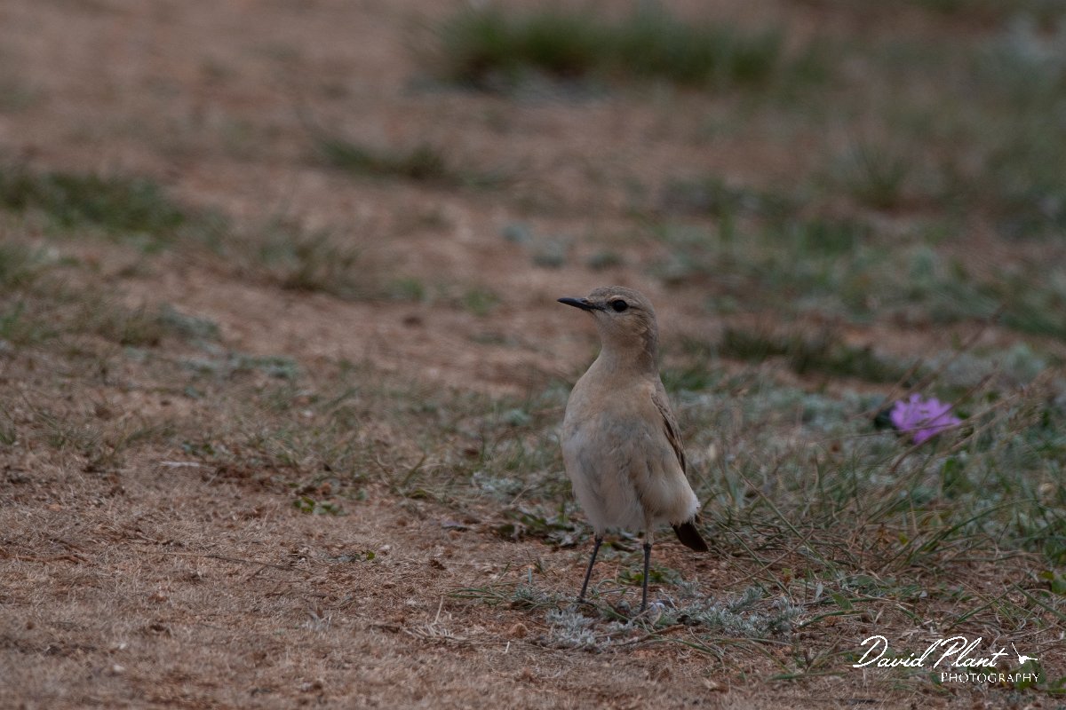 DPPhotography - Wildlife Photography - Bulgaria - Isabelline wheatear - C.jpg - Isabelline wheatear - Balgarevo steppe, Bulgaria