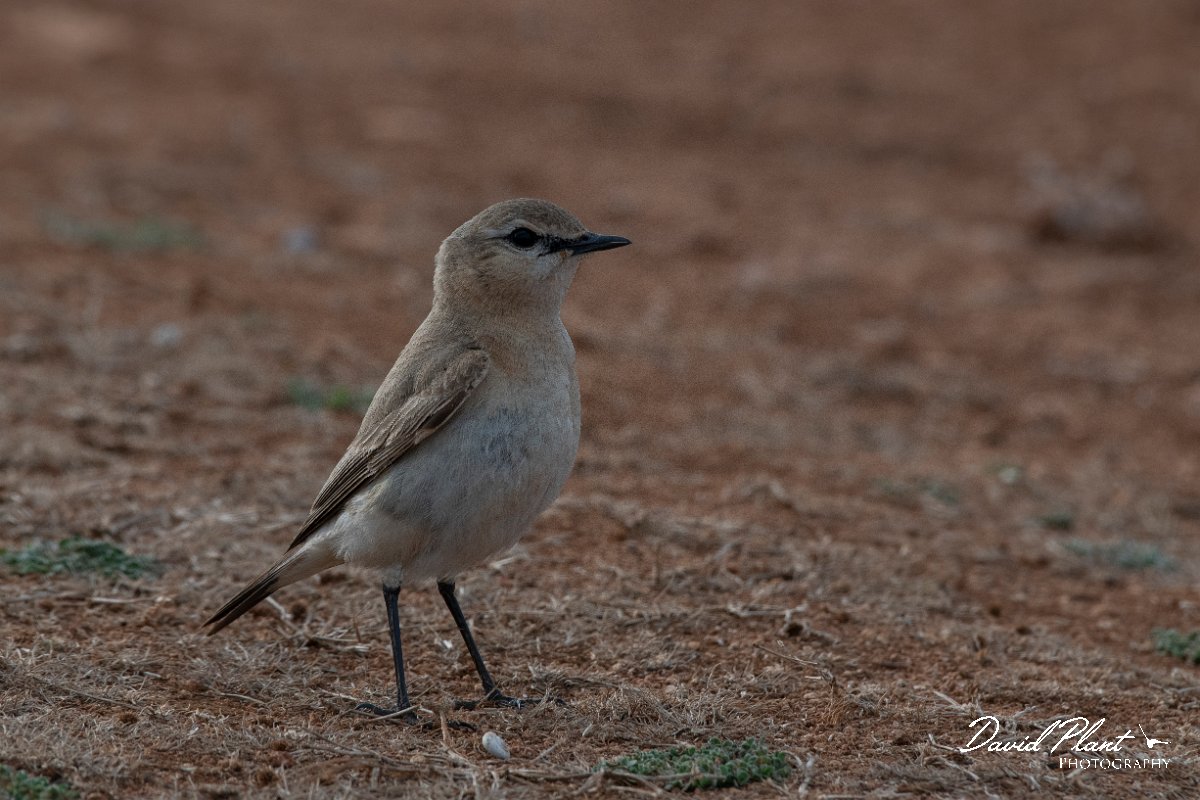 DPPhotography - Wildlife Photography - Bulgaria - Isabelline wheatear - G.jpg - Isabelline wheatear - Balgarevo steppe, Bulgaria