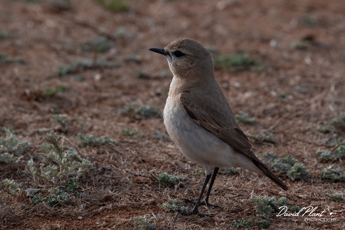 DPPhotography - Wildlife Photography - Bulgaria - Isabelline wheatear - J.jpg - Isabelline wheatear - Balgarevo steppe, Bulgaria