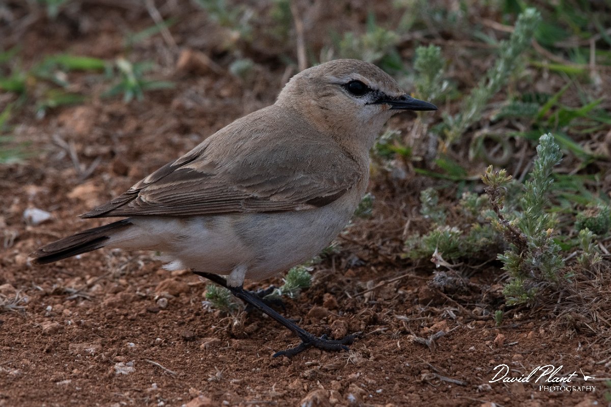 DPPhotography - Wildlife Photography - Bulgaria - Isabelline wheatear - K.jpg - Isabelline wheatear - Balgarevo steppe, Bulgaria
