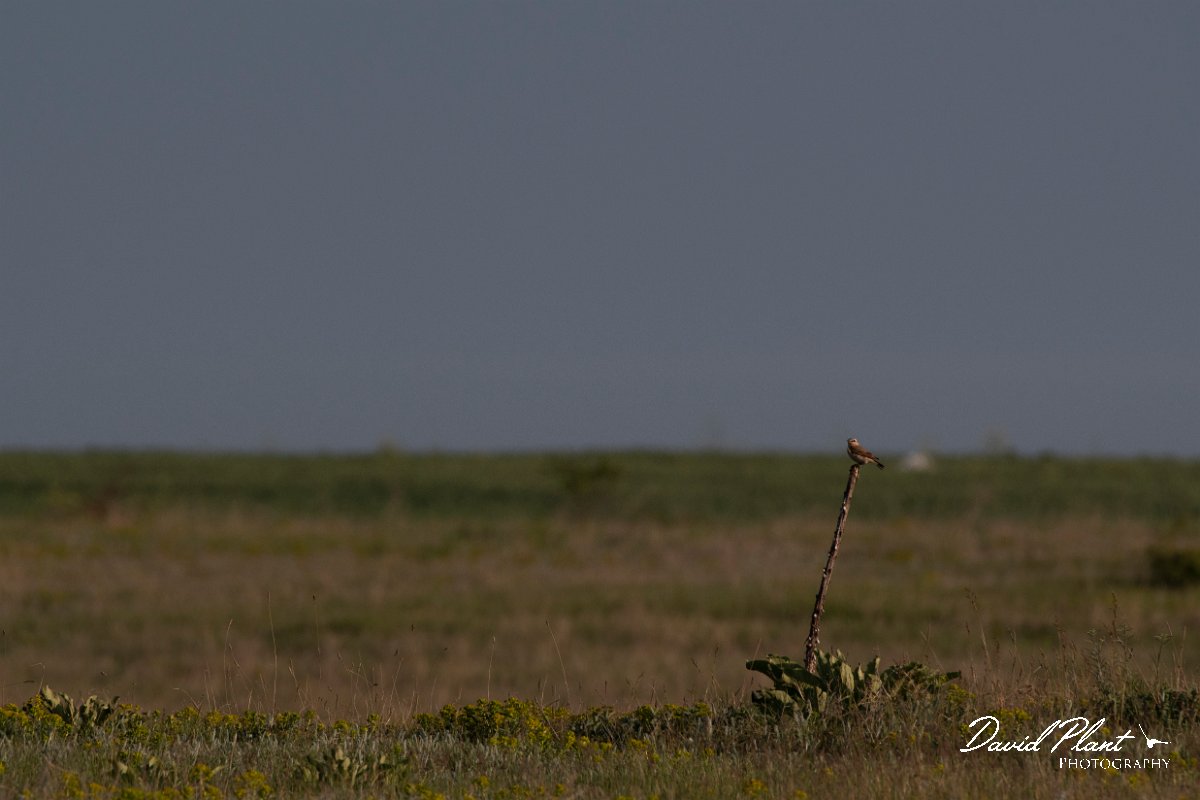 DPPhotography - Wildlife Photography - Bulgaria - Isabelline wheatear - L.jpg - Isabelline wheatear - Balgarevo steppe, Bulgaria