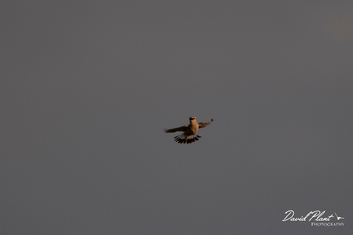 DPPhotography - Wildlife Photography - Bulgaria - Isabelline wheatear - N.jpg - Isabelline wheatear, display flight - Balgarevo steppe, Bulgaria