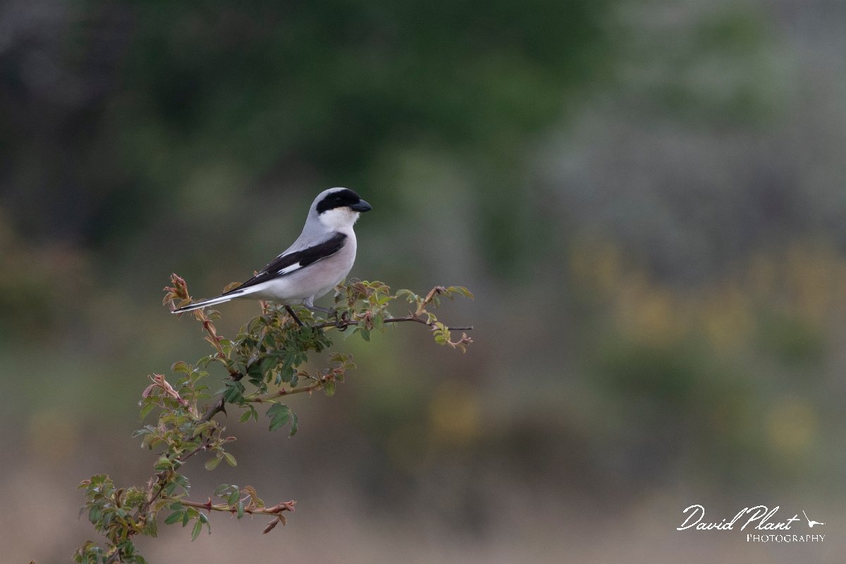 DPPhotography - Wildlife Photography - Bulgaria - Lesser grey shrike - A.jpg - Lesser grey shrike - Balgarevo steppe, Bulgaria