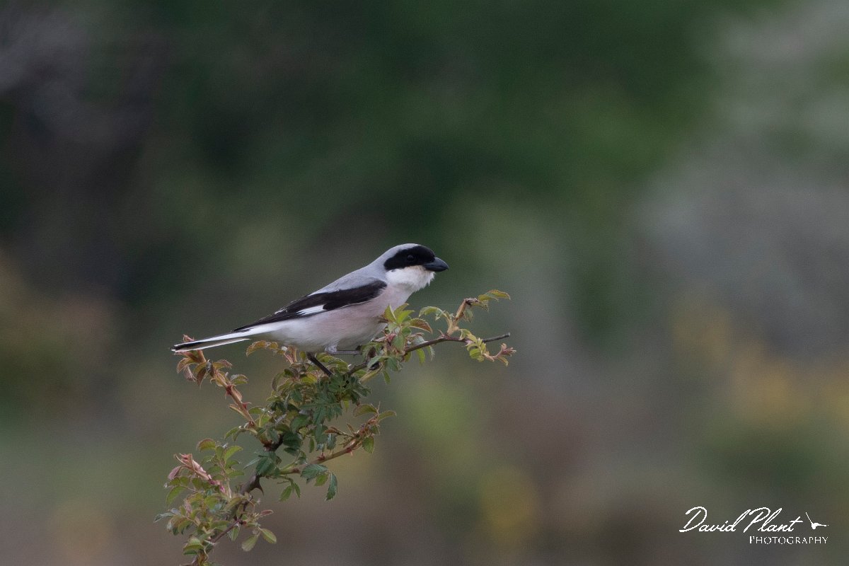 DPPhotography - Wildlife Photography - Bulgaria - Lesser grey shrike - B.jpg - Lesser grey shrike - Balgarevo steppe, Bulgaria