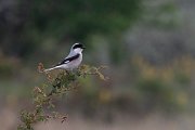 DPPhotography - Wildlife Photography - Bulgaria - Lesser grey shrike - A
