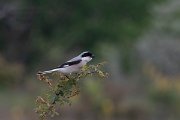 DPPhotography - Wildlife Photography - Bulgaria - Lesser grey shrike - B
