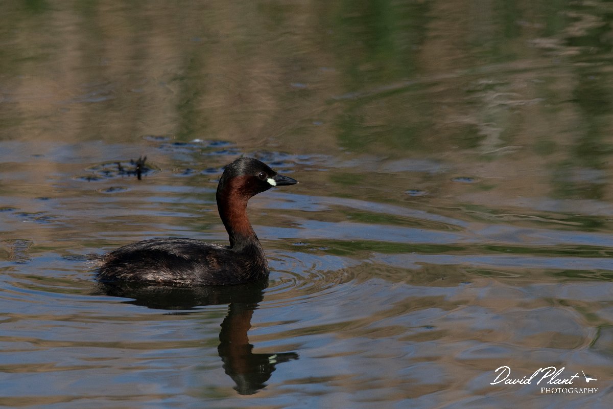DPPhotography - Wildlife Photography - Bulgaria - Little grebe - B.jpg - Little grebe - Bolata Beach, Bulgaria