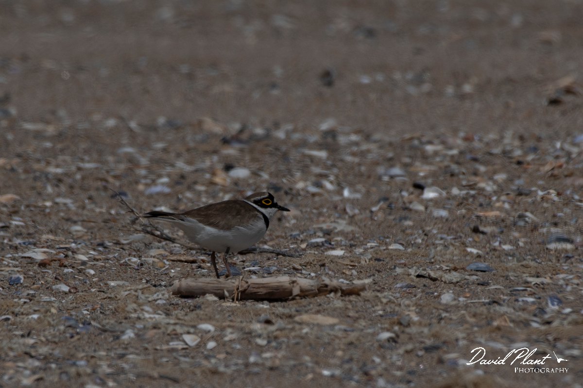DPPhotography - Wildlife Photography - Bulgaria - Little ringed plover - A.jpg - Little ringed plover - Durankulak Lake, Bulgaria