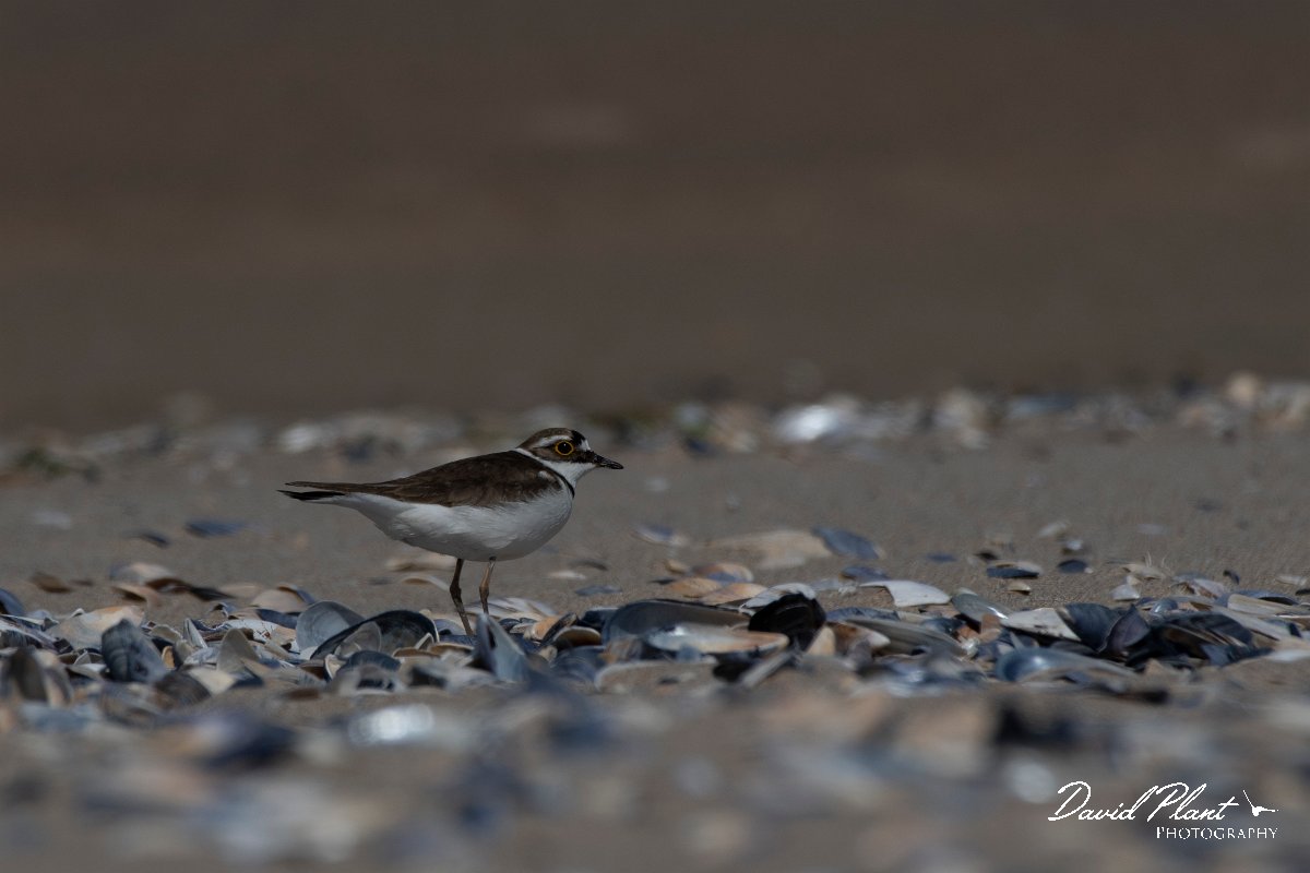 DPPhotography - Wildlife Photography - Bulgaria - Little ringed plover - B.jpg - Little ringed plover - Sabla Lake, Bulgaria