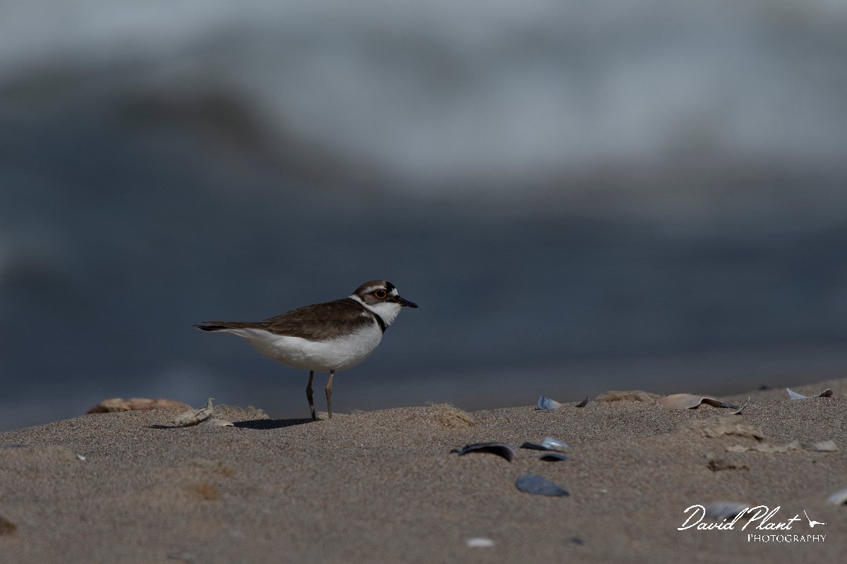 DPPhotography - Wildlife Photography - Bulgaria - Little ringed plover - C.jpg - Little ringed plover - Sabla Lake, Bulgaria