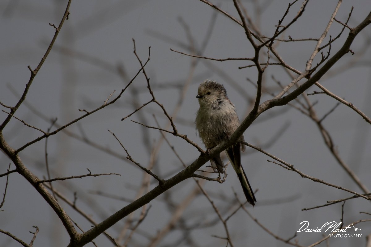 DPPhotography - Wildlife Photography - Bulgaria - Long-tailed tit - B.jpg - Long-tailed tit, adult - Balata Forest, Bulgaria