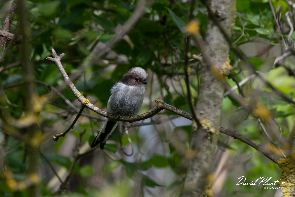 DPPhotography - Wildlife Photography - Bulgaria - Long-tailed tit - C.jpg - Long-tailed tit, juvenile - Balata Forest, Bulgaria