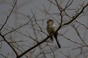 DPPhotography - Wildlife Photography - Bulgaria - Long-tailed tit - B
