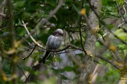 DPPhotography - Wildlife Photography - Bulgaria - Long-tailed tit - C